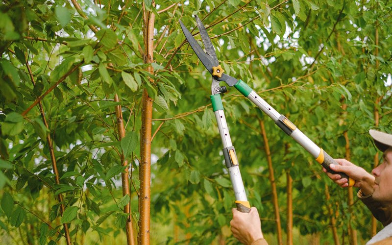 Tree trimming in Graff, MO